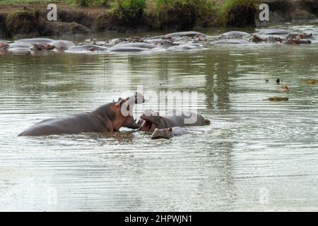 Nilpferd, Nilpferd, gemeinsame Flusspferd (Hippopotamus Amphibius), Bekämpfung der Flusspferde im Wasser, Kenia, Masai Mara Nationalpark Stockfoto