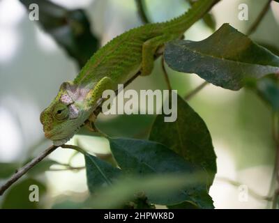 Seitenprofil des Cape Dwarf Chameleon, Bradypodion pumilum, in einem grünen Busch. Der Hintergrund ist verschwommen und absichtlich unscharf Stockfoto