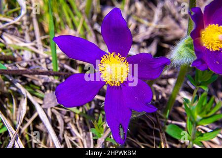 Ein schwarz-grüner Käfer oder Schmalfliegenkäfer, der sich mit Blütenpollen ernährt, sitzt auf einer dunkelvioletten Passaflohne mit einem gelben Kern, selektiver Konzentration Stockfoto