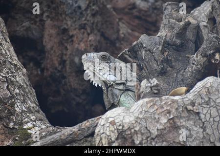 Leguan auf einer samaan Baumrinde in St. Augustine, Trinidad Stockfoto