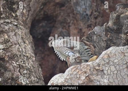 Leguan auf einer samaan Baumrinde in St. Augustine, Trinidad Stockfoto