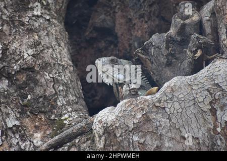 Leguan auf einer samaan Baumrinde in St. Augustine, Trinidad Stockfoto