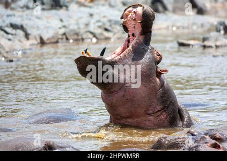 Drohender Nilpferd mit offenem Mund Stockfoto