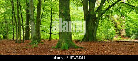 Panorama, Urwald mit riesigen alten moosbedeckten Buchen, Sababurg Urwald, Reinhardswald, Hessen, Deutschland Stockfoto