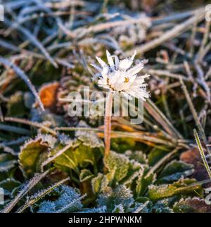 gänseblümchen blüht im Winter mit Schnee im Reifrost Stockfoto