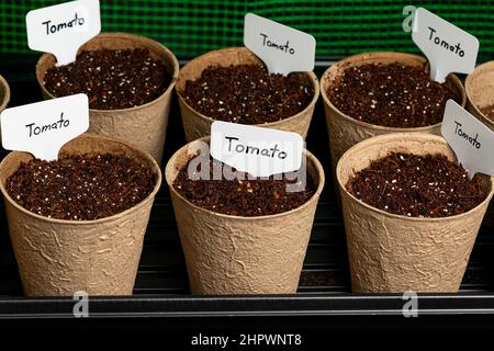 Tomate Pflanzen Samen in Indoor-Gewächshaus. Home Gartenbau und Gartenbau Konzept. Stockfoto