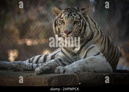 Ein weißer Tiger entspannt sich an einem warmen Nachmittag in Arizona im Schatten Stockfoto