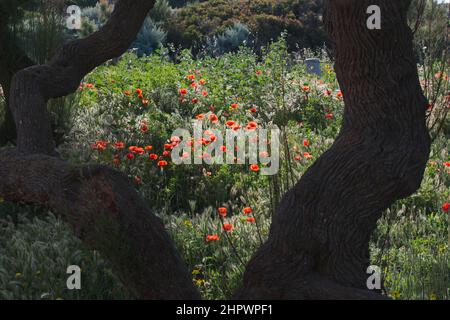 Mohnblume (Papaver rhoeas) und Olive (Olea europaea), Korsika, Frankreich Stockfoto