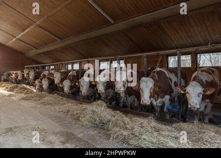 Milchkühe am Futtertisch beim Heufressen in einem Kuhstall, Franken, Bayern, Deutschland Stockfoto