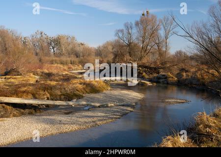 Schwemmwald, Nationalpark Donauauen, Schönau, Niederösterreich, Österreich Stockfoto