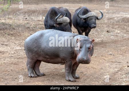 Angry Common Hippo [Hippopotamus amphibius] steht vor dem Kampf gegen zwei Kapbüffelbullen in Afrika Stockfoto