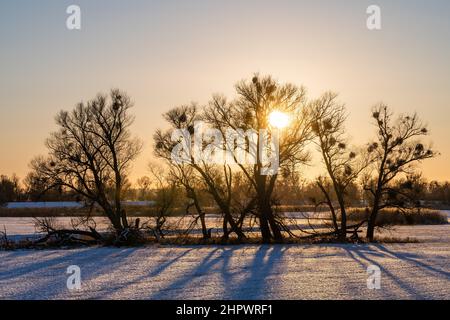 Sonnenuntergang in der oder-Aue im Winter, Nationalpark Unterodertal, Uckermark, Brandenburg, Deutschland Stockfoto