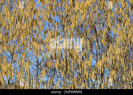 Hasel (Corylus avellana), Haselbusch mit männlichen Haselblüten, Nordrhein-Westfalen, Deutschland Stockfoto