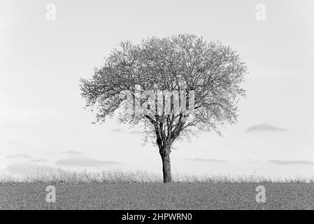 Willow (Salix), einsamer Baum am Rande eines Feldes, schwarz-weiß, Nordrhein-Westfalen, Deutschland Stockfoto