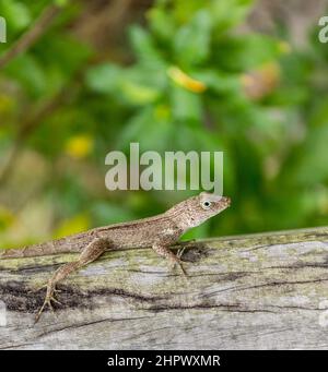 Kleine Reptilien auf einer hölzernen Barke in Dominika Stockfoto