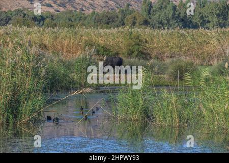 Sümpfe, Hula-Naturschutzgebiet, Israel Stockfoto