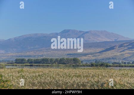 Sümpfe, Hula-Naturschutzgebiet, Israel Stockfoto