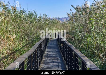 Spaziergänge zur Vogelbeobachtung, Hula Nature Reserve, Israel Stockfoto