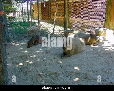 Die Capybara oder Capybara ist ein in Südamerika heimischer Riese-Nagetier. Es ist das größte lebende Nagetier und ein Mitglied der Gattung Hydrochoerus. Stockfoto