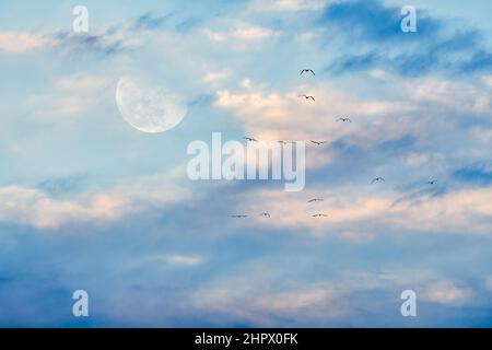 Der Mond steigt am Himmel auf, weiche Wolken setzen sich gegen Einen strahlend blauen Tageshimmel, während eine Vogelschar hoch fliegt Stockfoto