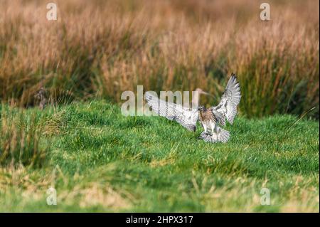 Eurasischer Curlew oder gewöhnlicher Curlew, Numenius arquata im Flug Stockfoto