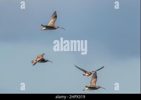 Eurasischer Curlew oder gewöhnlicher Curlew, Numenius arquata bei einem Flug am blauen Himmel Stockfoto