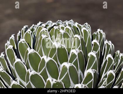 Schöne Agavenpflanze mit geometrischen Blättern Stockfoto