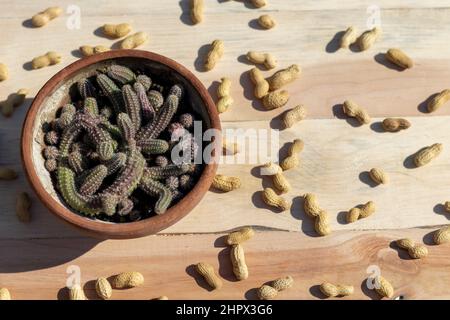 Erdnusskaktus Pflanze mit Erdnüssen Stockfoto