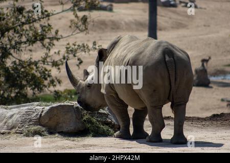 Das Javanische Nashorn (Rhinoceros sondaicus), Wildlife Safari, Oregon, USA. Auch bekannt als Sunda-Nashorn oder kleineres eingehörntes Nashorn Stockfoto