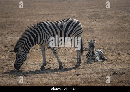 Ein weibliches Zebra und ihr Geflügel in Wildlife Safari, Oregon, USA Stockfoto