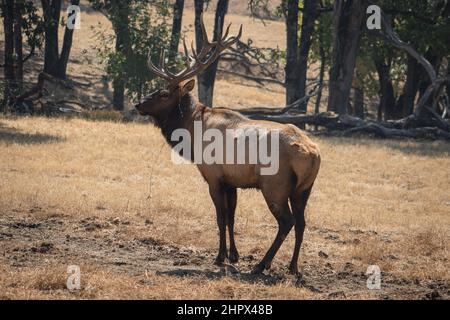 Männlich, reifer Hirsch, großes Geweih, Rut. Rotwild (Cervus elaphus) auf Grasland, Wildlife Safari, Oregon, USA Stockfoto