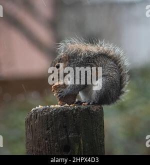 Das östliche graue Eichhörnchen, je nach Region auch als graues Eichhörnchen bekannt. Sie ist im östlichen Nordamerika beheimatet Stockfoto