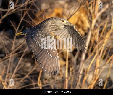 Juveniler, schwarzkroniger Nachtreiher (Nycticorax nycticorax) auf dem Flug Adams County Colorado, USA Stockfoto
