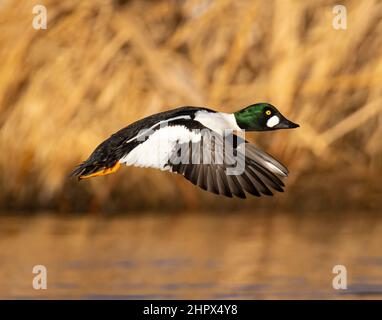 Gewöhnliches Goldeneye (Bucephala clangula) im Flug mit vollzüchtendem Gefieder Adams County Colorado, USA Stockfoto