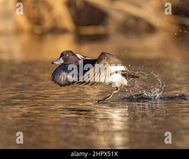 Lesser Scaup (Aythya affinis) drake fliegt Adams County Colorado, USA Stockfoto