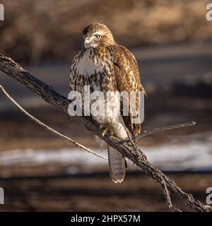 Nahaufnahme des jungen Rotschwanzhawks (Buteo jamaicensis), der auf dem Baumzweig Colorado, USA, thront Stockfoto