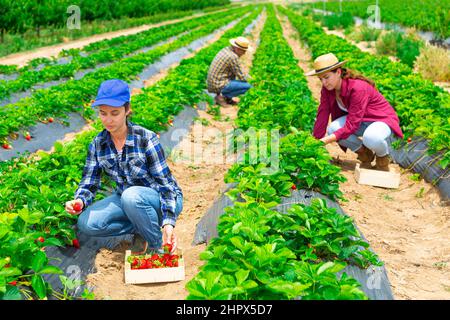 Gruppe von Landarbeitern, die Erdbeeren auf dem Feld ernten Stockfoto