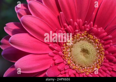 Frische rosa Gerbera Blumen Makro aus nächster Nähe. Während hellrosa Gerberas Bewunderung und Sympathie ausdrücken, sind dunkelrosa Gerberas ein Symbol der Dankbarkeit. Stockfoto