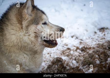 Nahaufnahme eines lustigen Alaskan Malamute mit einer schmutzigen Schnauze und Schnee im Hintergrund Stockfoto