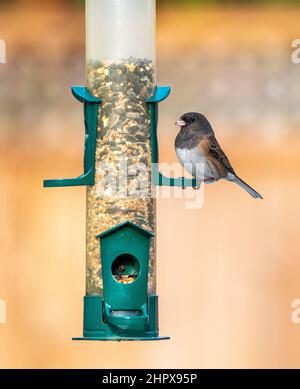 Vogel am Futterhäuschen im Winter in Victoria, BC, Kanada. dunkeläugiger junco ( Junco hyemalis ). Stockfoto