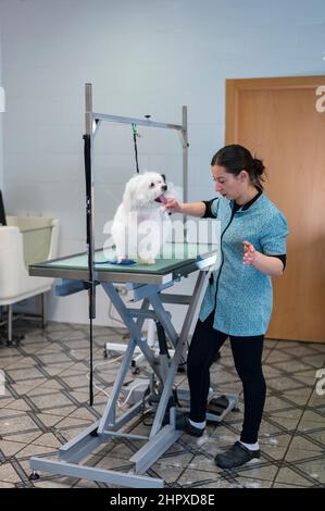 Junge Frau, die an einem weißen maltesischen Hund auf einem Arbeitstisch arbeitet Stockfoto