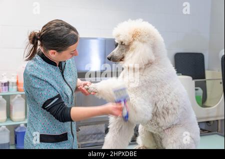 Junge Frau, die einen riesigen weißen Pudel kämmt, macht Augenkontakt Stockfoto