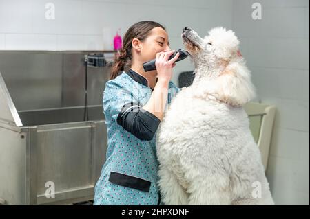 Junge Frau, die einen riesigen weißen Pudel mit einem elektrischen Rasiermesser unter dem Kinn stöhnt Stockfoto