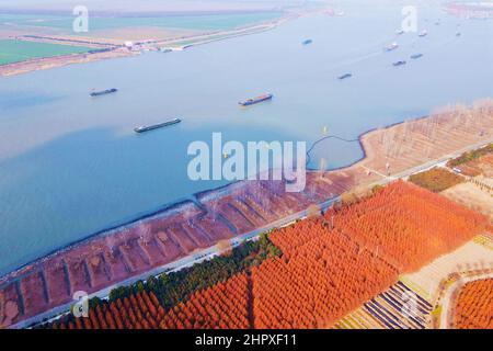 Rugao, Rugao, China. 24th. Februar 2022. Am 23. Februar 2022 segelte in Rugao City, Provinz Jiangsu, ein Frachttransportschiff auf dem Rugao-Abschnitt des Yangtze-Flusses.im frühen Frühjahr, als Unternehmen an verschiedenen Orten begannen, die Produktion einer nach der anderen wieder aufzunehmen, transportierten die Frachtschiffe, die Kohle, Stahl, Energie und andere Materialien durch Wasser läuteten die geschäftige Zeit des Frühlingstransports ein. Im Rugao-Abschnitt des Yangtze-Flusses in der Stadt Changjiang, Stadt Rugao, Provinz Jiangsu, fahren Frachtschiffe hin und her und zeigen eine geschäftige Verkehrssituation. (Bild: © SI Stockfoto