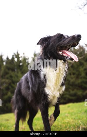 Border Collie Dog Nahaufnahme Porträt posiert im Freien mit einer glücklichen Emotion, starrte neugierig mit einem Smiley Gesicht fokussiert aussehen. Überglücklich Border Collie Stockfoto