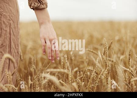 Weibliche Hand der Bauer betraf die Reifung der Weizenohren im Frühsommer endloses Feld Stockfoto