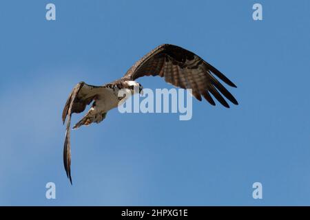 Greifvögel Fischadler (Pandion haliaetus), der über dem Rio Bebeder gegen den blauen Himmel fliegt, Wildtiere und Vogelbeobachtung in Costa Rica. Stockfoto