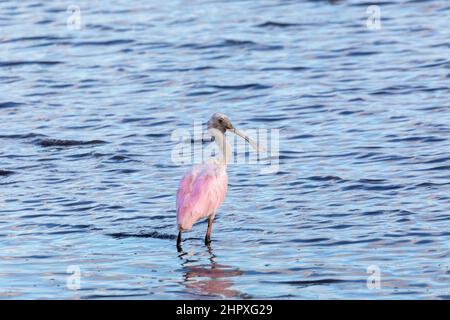 Rosa Vogel Löffler, Platalea Ajaja, auf der Suche nach Nahrung in seichtem Wasser, Tarcoles, Wildlife und Vogelbeobachtung in Costa Rica. Stockfoto