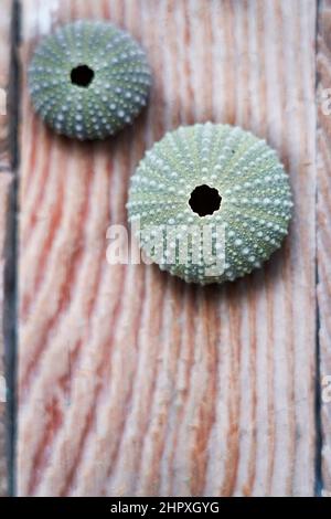 Seeigel Muscheln auf Holzhintergrund Stockfoto