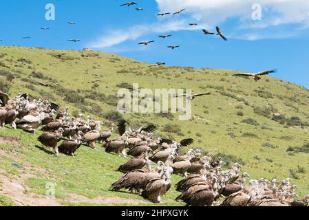 SICHUAN, CHINA - Geier am Sky Begräbnisplatz in Larung gar. Eine berühmte Lamaserei in Seda, Sichuan, China. Stockfoto